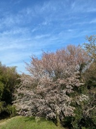 ４月の定休日のお知らせ